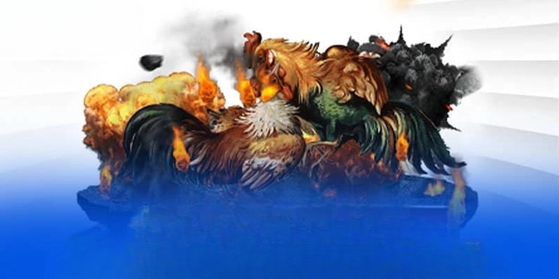 Những điều cơ bản về bộ môn đá gà mỹ trực tiếp Những điều cơ bản về bộ môn đá gà mỹ trực tiếp